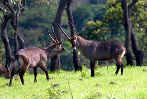 Animals in Ruvubu National Park