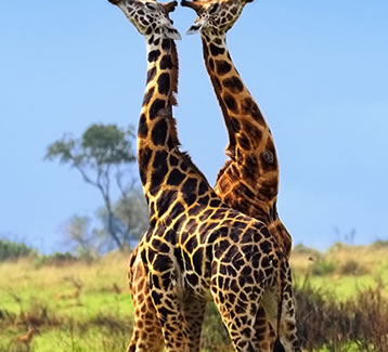 Giraffes at Murchison Falls National Park Uganda 