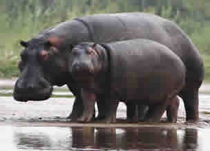 Rusizi National Park in Burundi