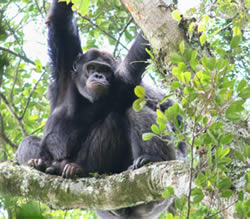 Nyungwe Forest National Park Rwanda